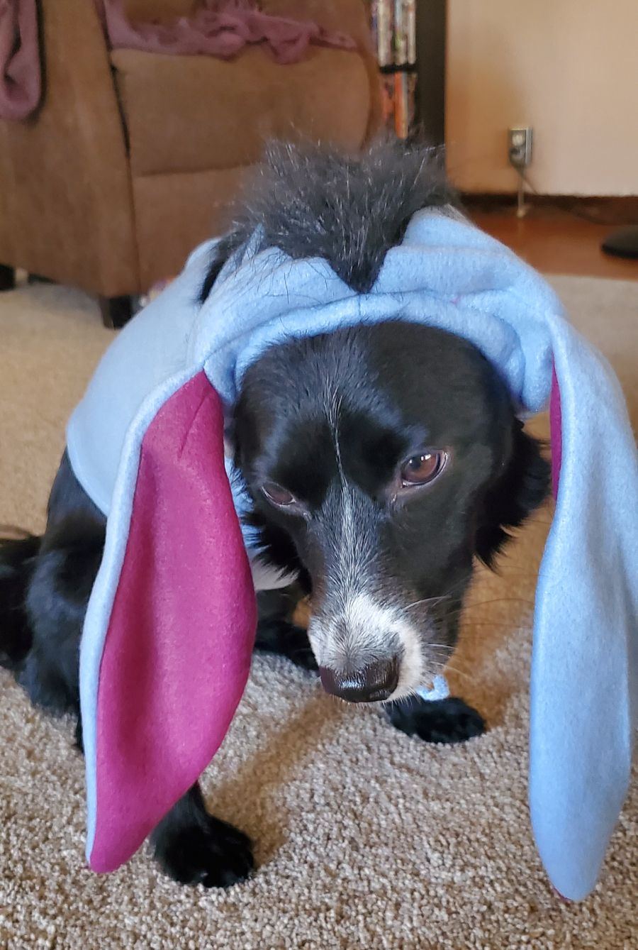 Pixie as Eeyore