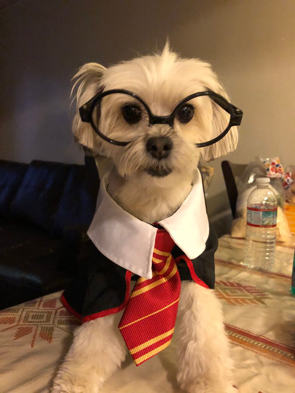 Buddy as Harry Potter