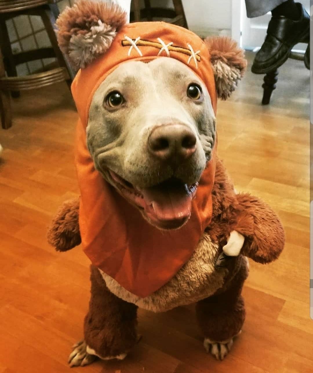 Hank as an Ewok