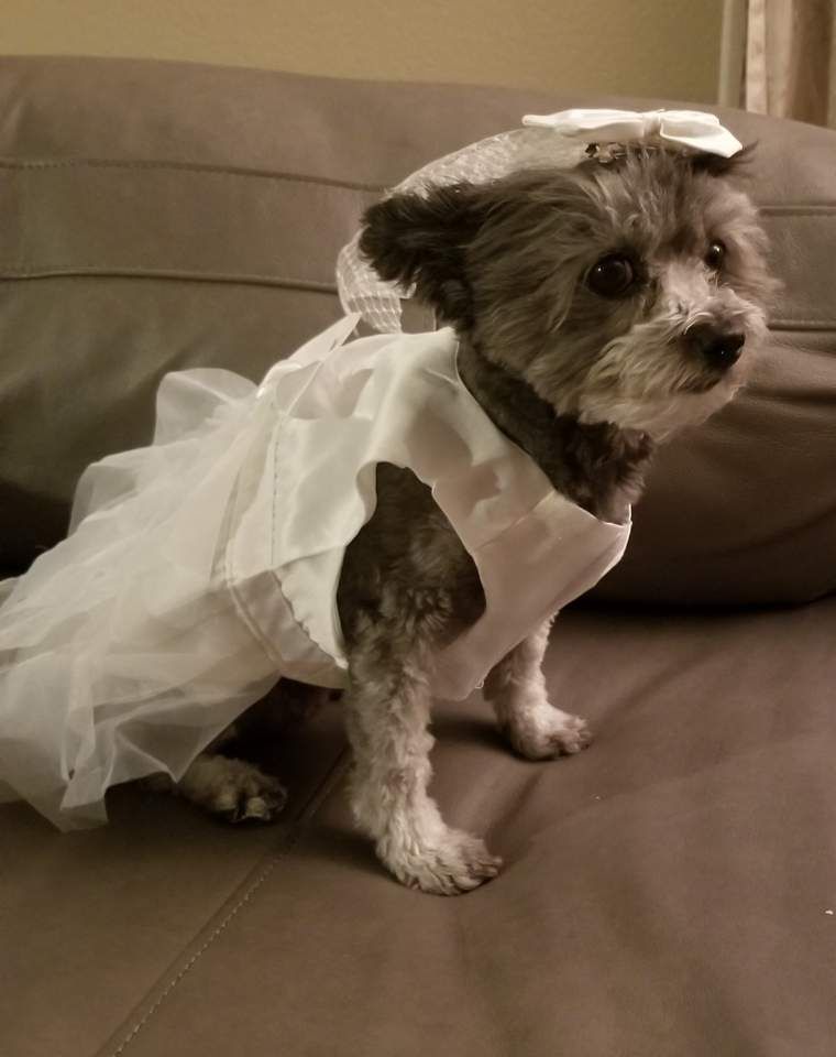 Koala the Bride