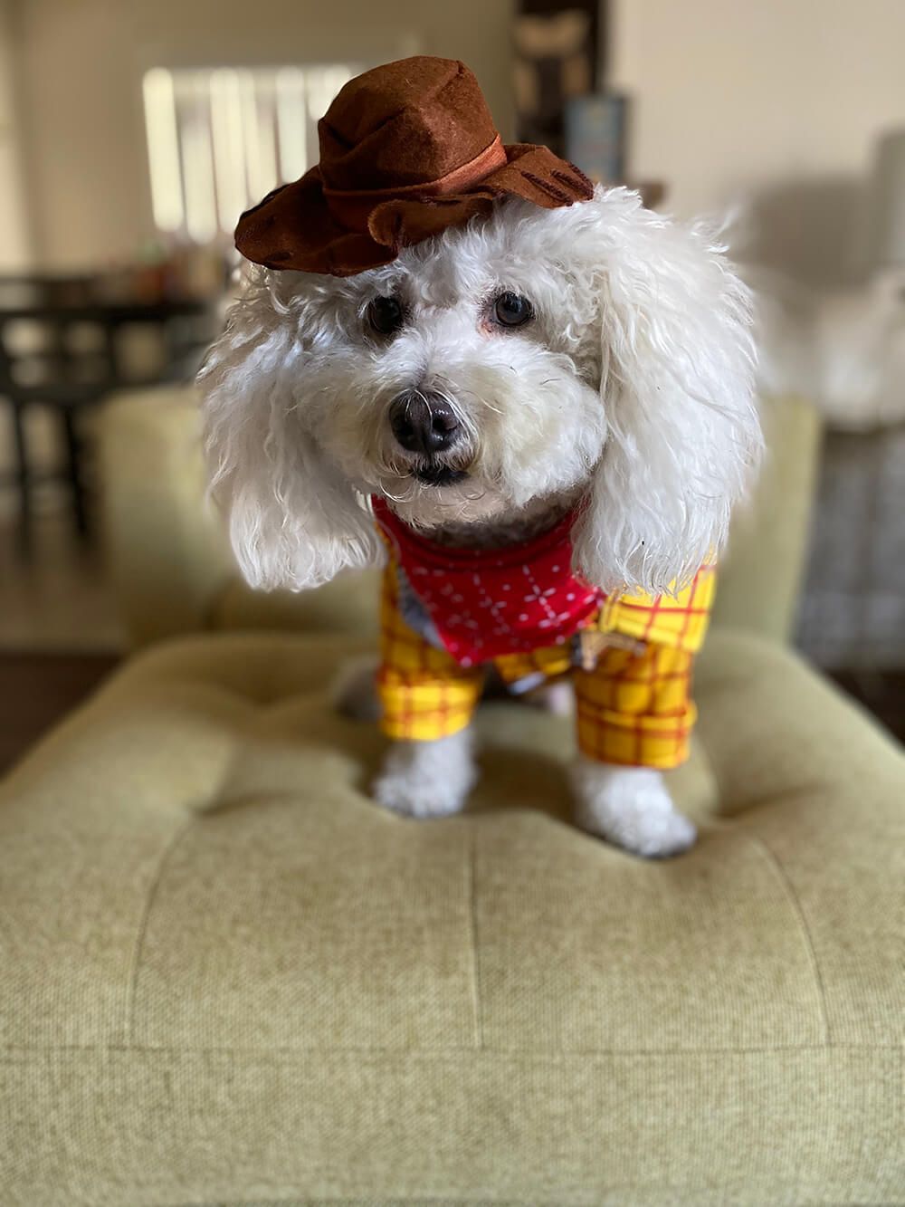 Pancho as Woody