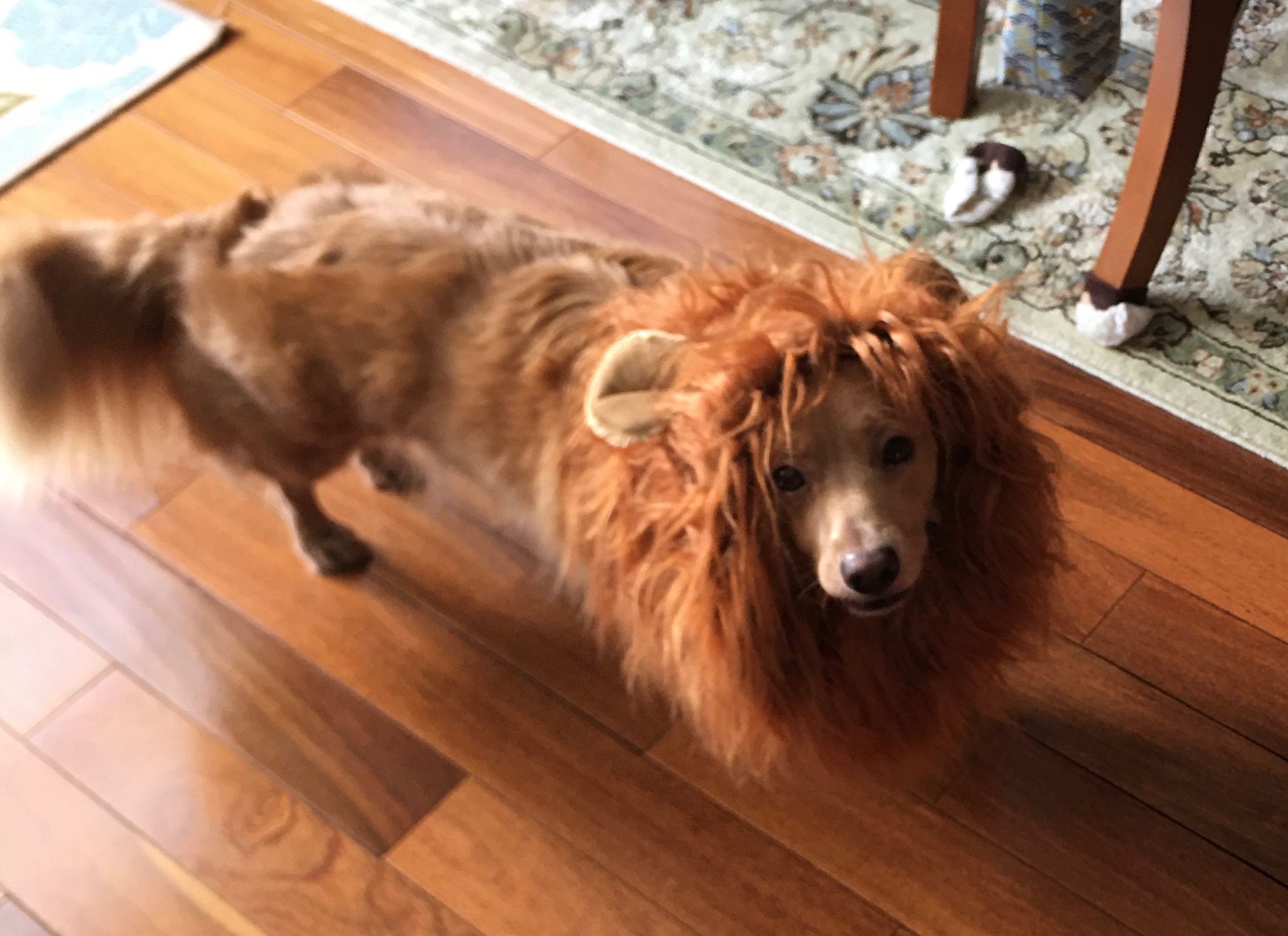 Chip as a lion