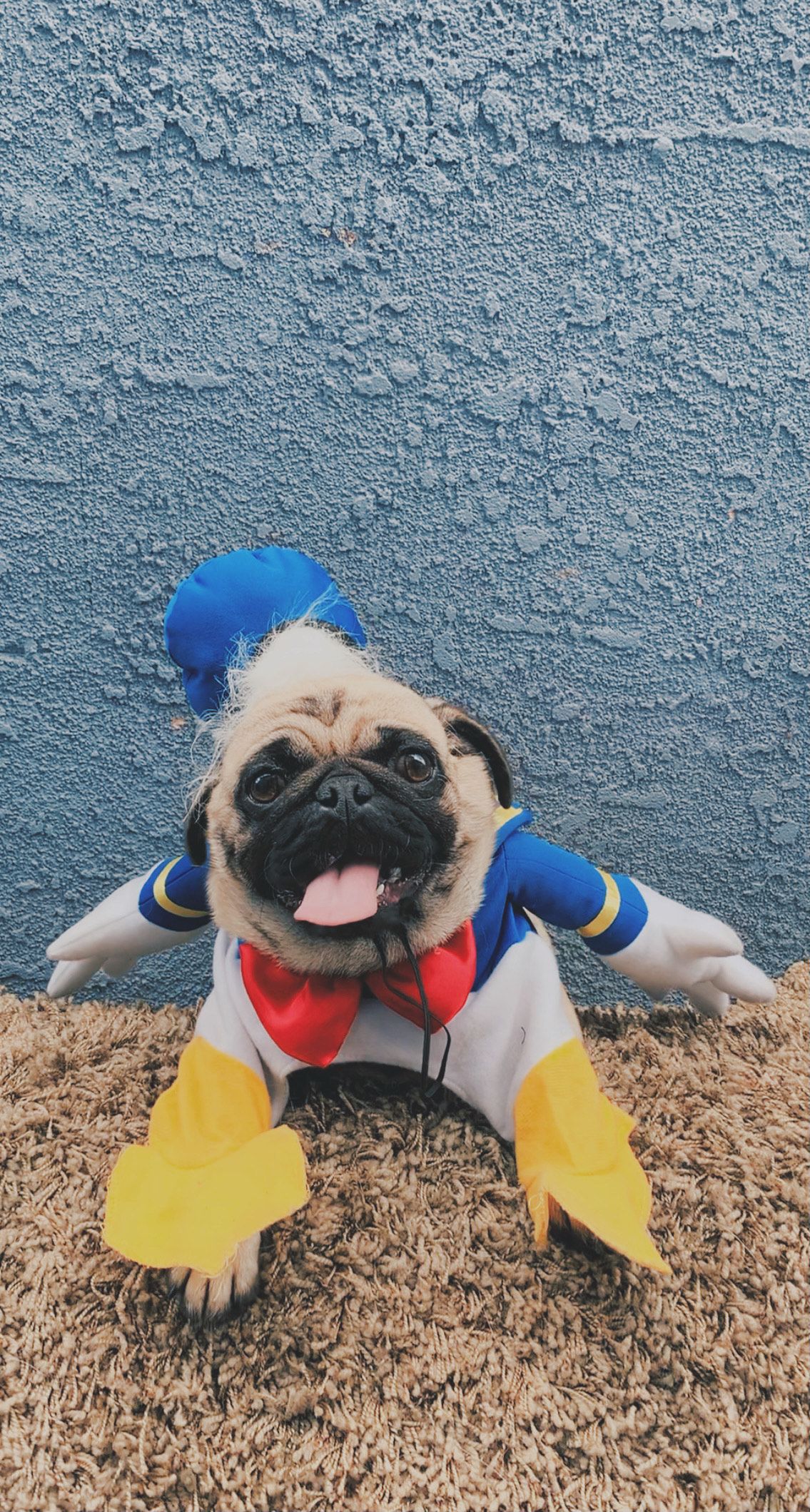 Daisy as Donald Duck