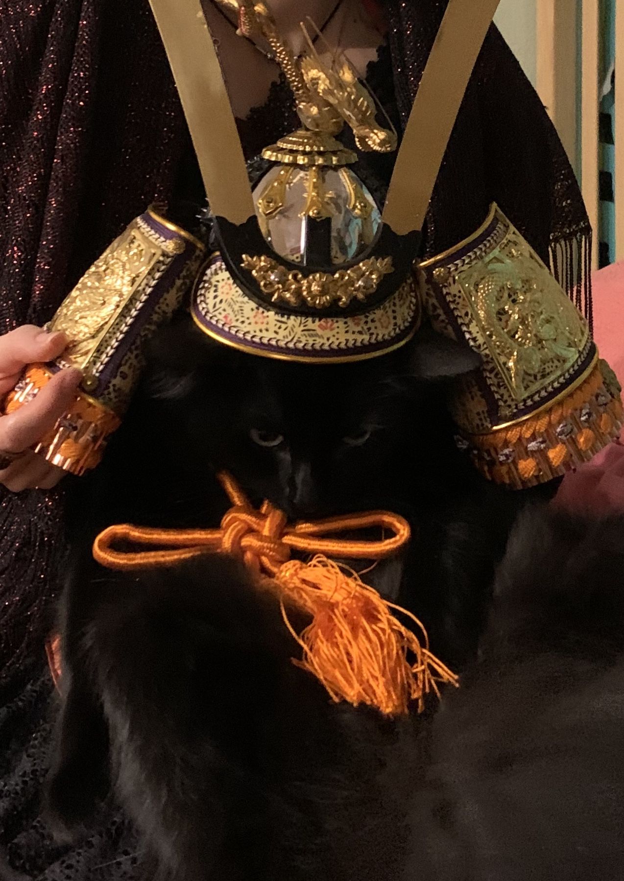 Ciarán the Warrior Kitty