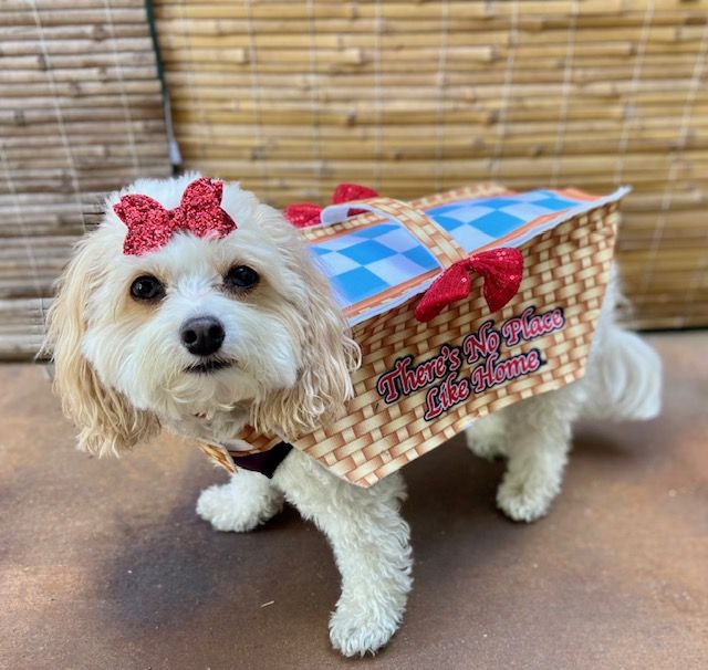 Snowy as Toto in a basket (from the Wizard of Oz).