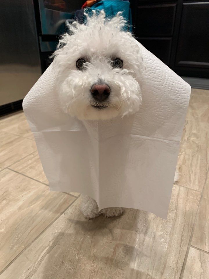 Ollie as a Ghost