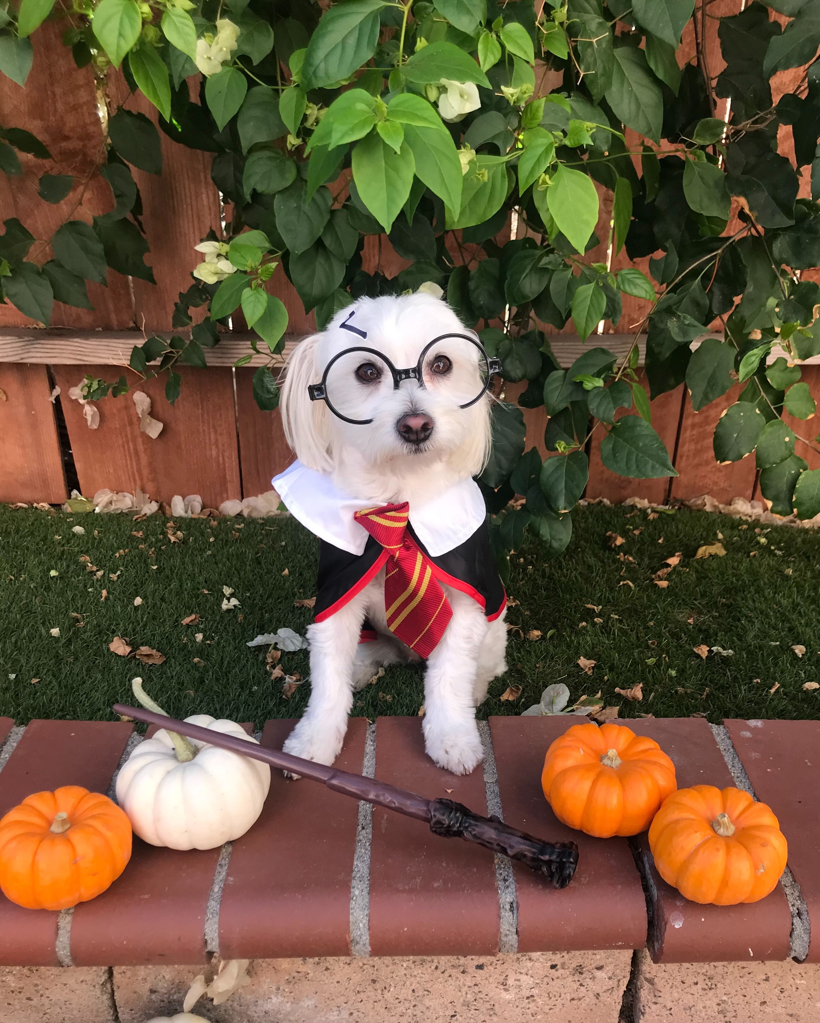 Celine as Harry Potter