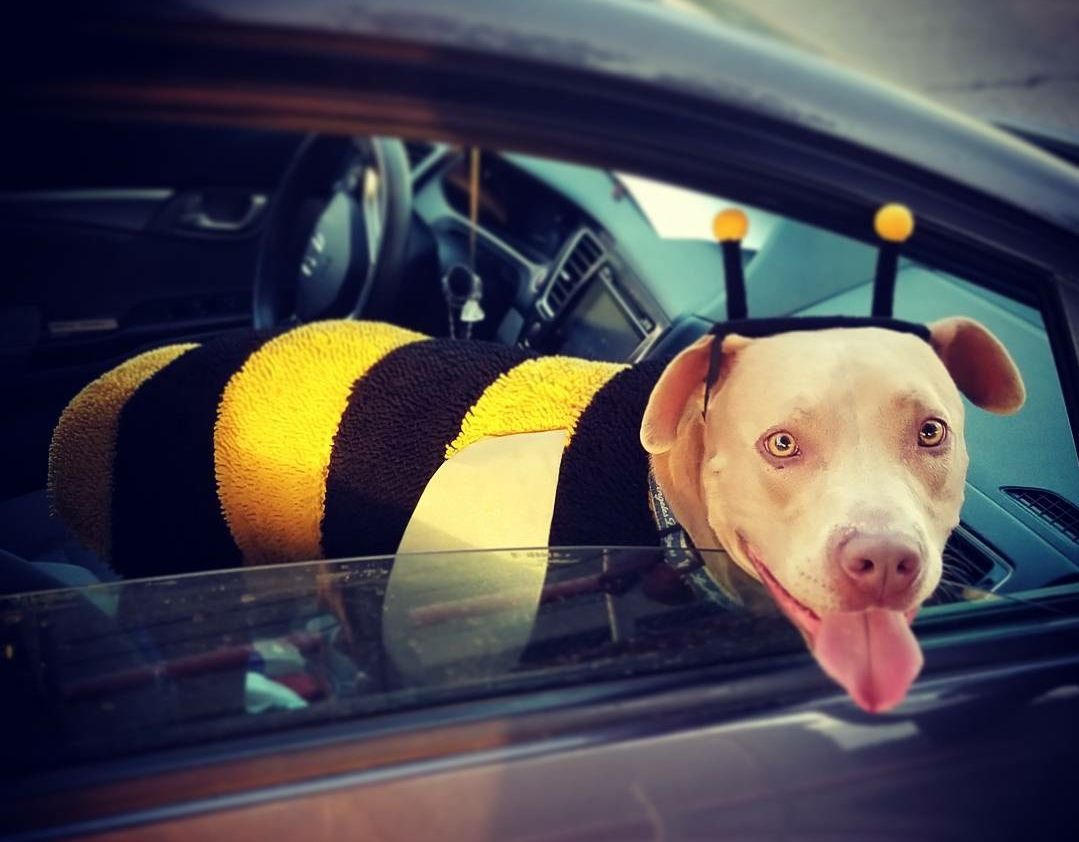 Hank the Bubbly Bee