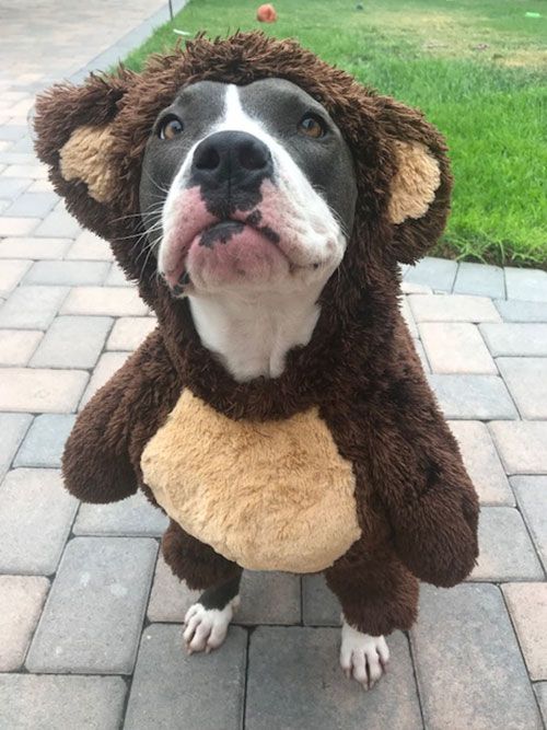 Brooklyn the Bear