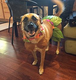 Cleo as a Hula Girl