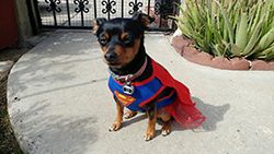 Ebi as Supergirl