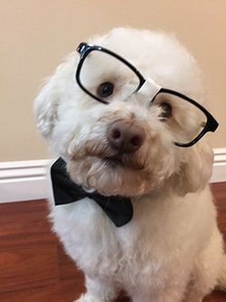 Junior the Nerd Dog