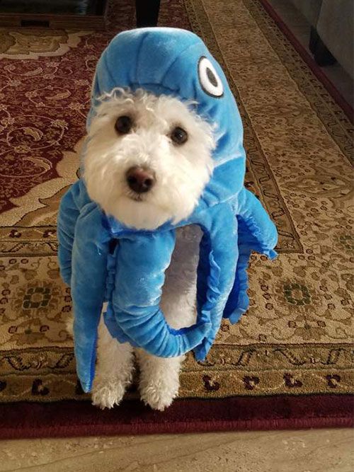 Ollie the Octopus