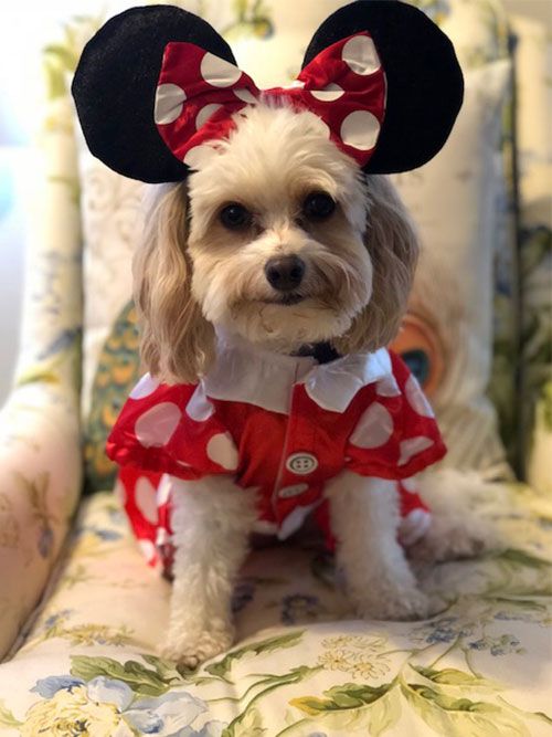 Snowy as Minnie Mouse