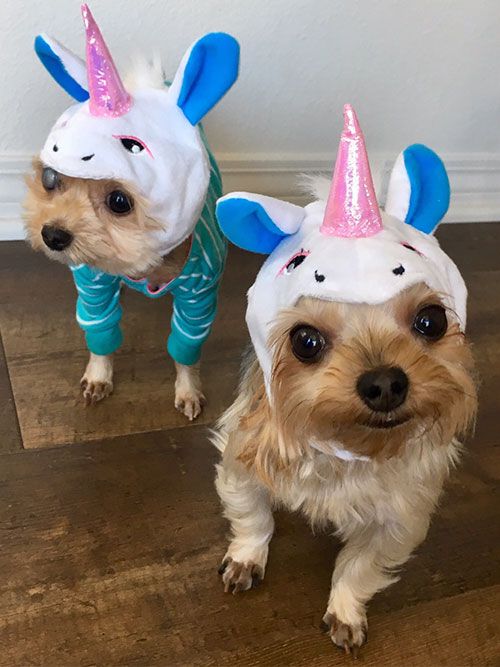 Tasia & Cooper as Unicorns