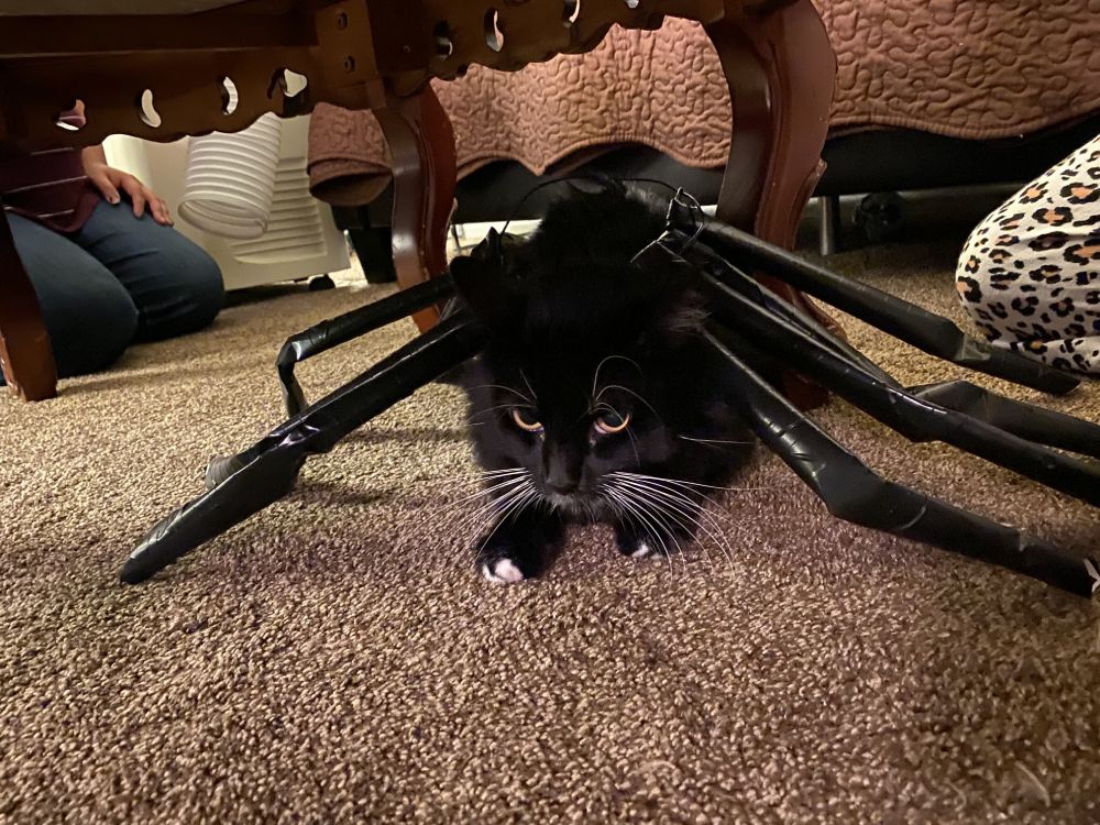 Tuna Luna as a Spider