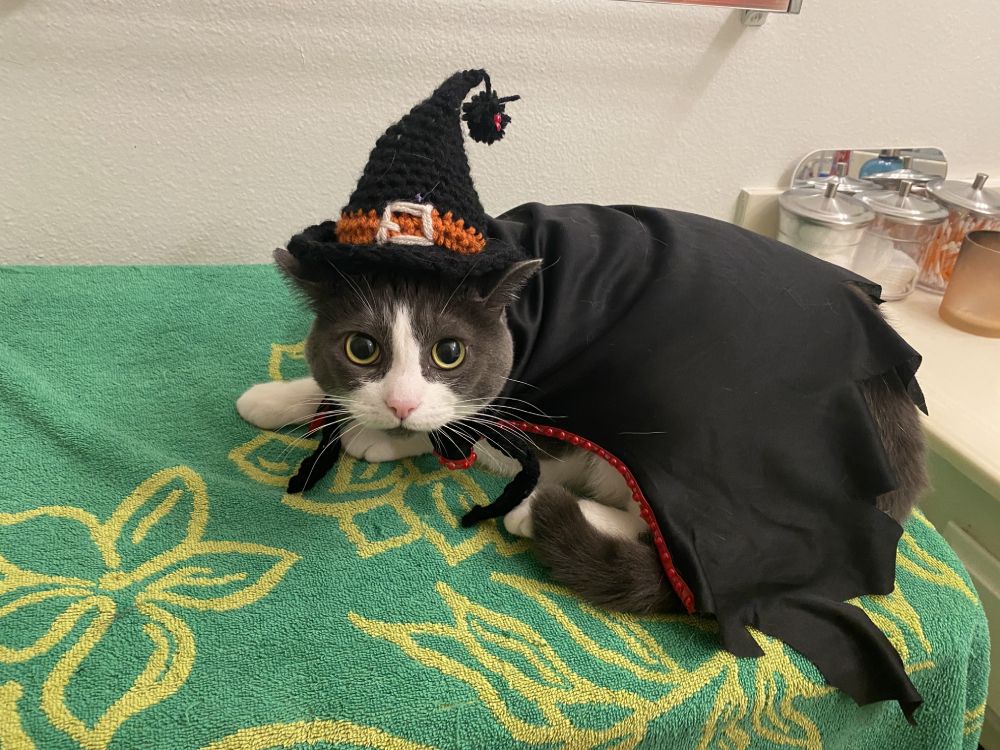 Cleopatra as the Wicked Witch of the West