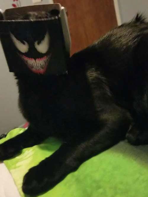 Pepper Cat Venom