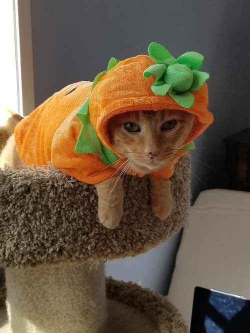 Spice as a Pumpkin