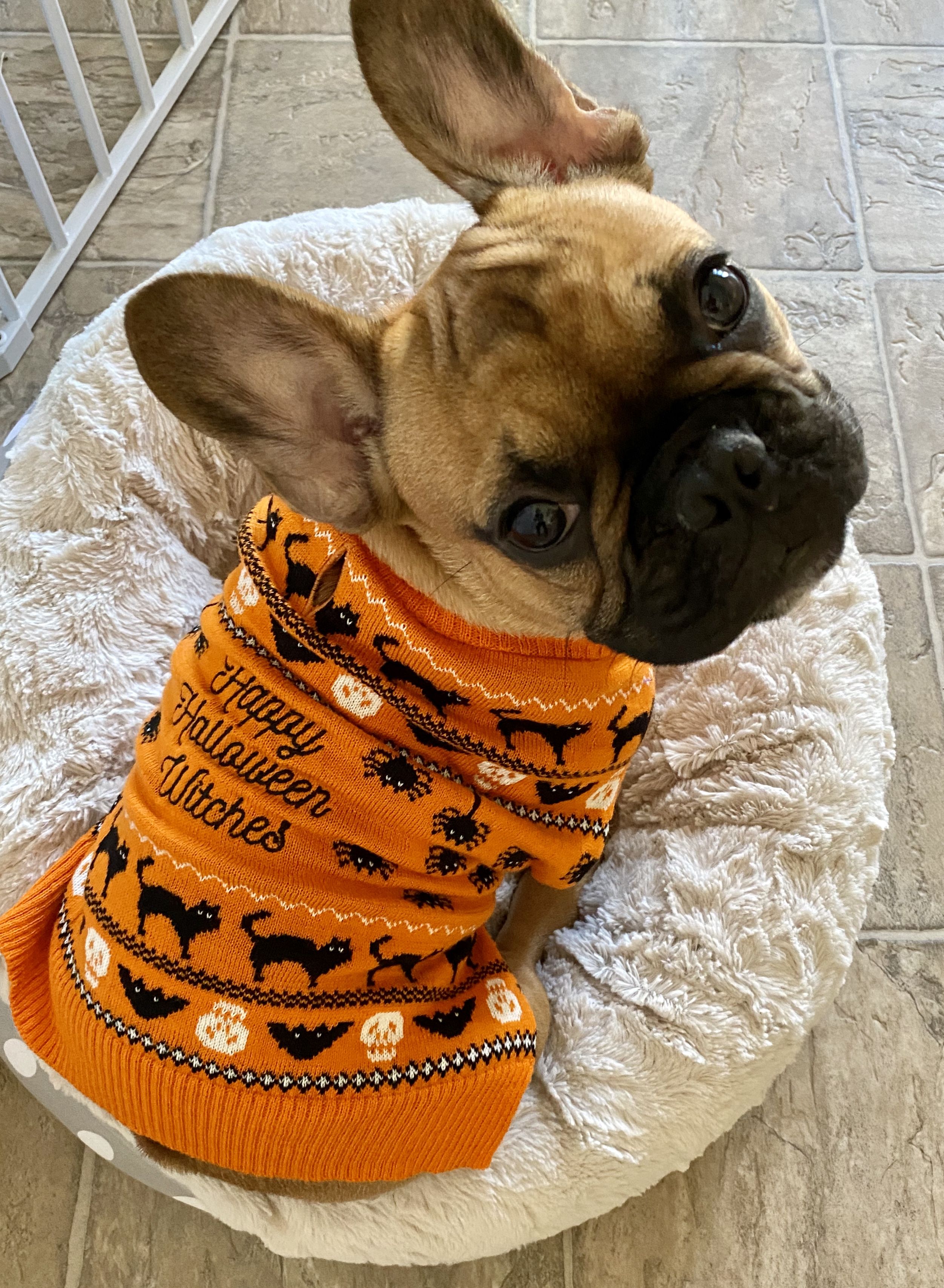 Chaz in a Halloween Sweater