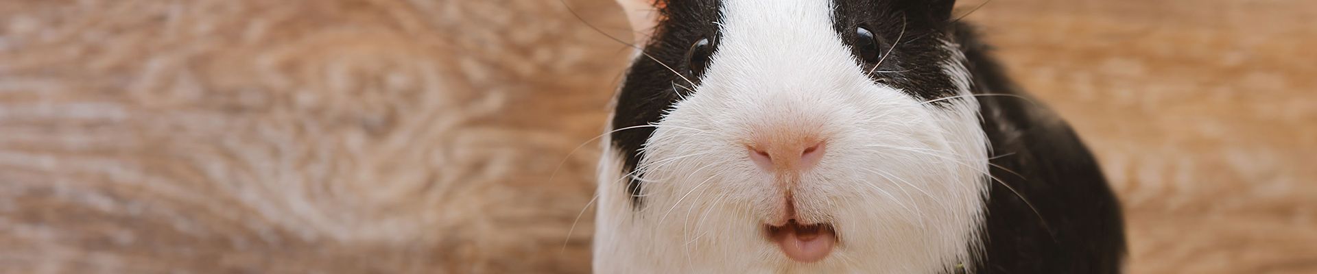 are guinea pigs okay in the dark