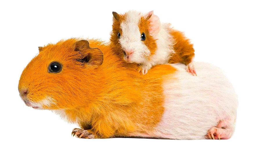 what not to do with guinea pigs