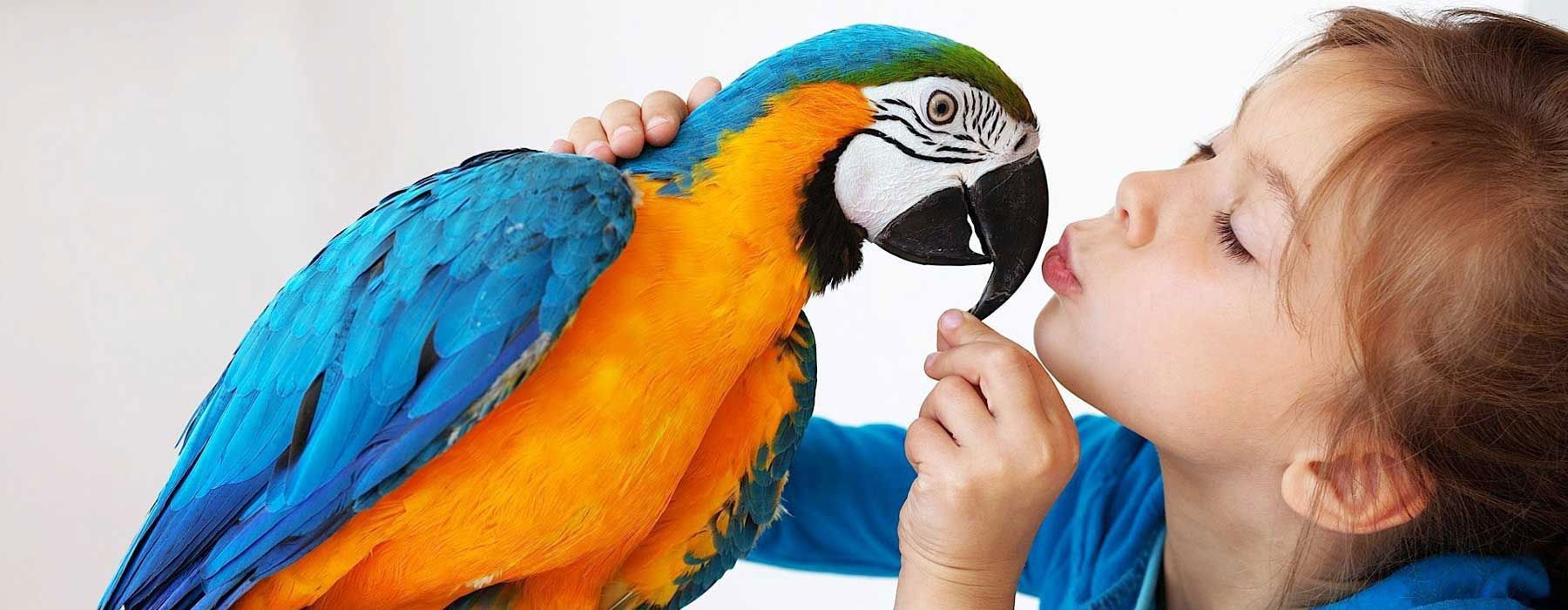 33 Best Photos Love Pet Hospital Reviews : Animal Specialty & Emergency Center of Brevard reviews ...