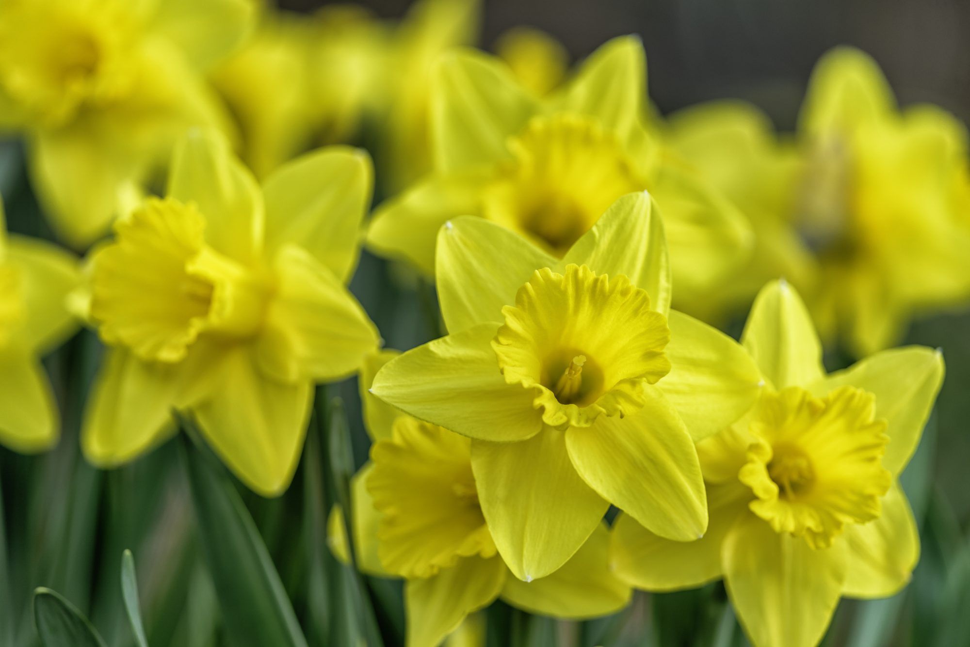 Baneful Bouquet: Flowers that Are Toxic to Pets