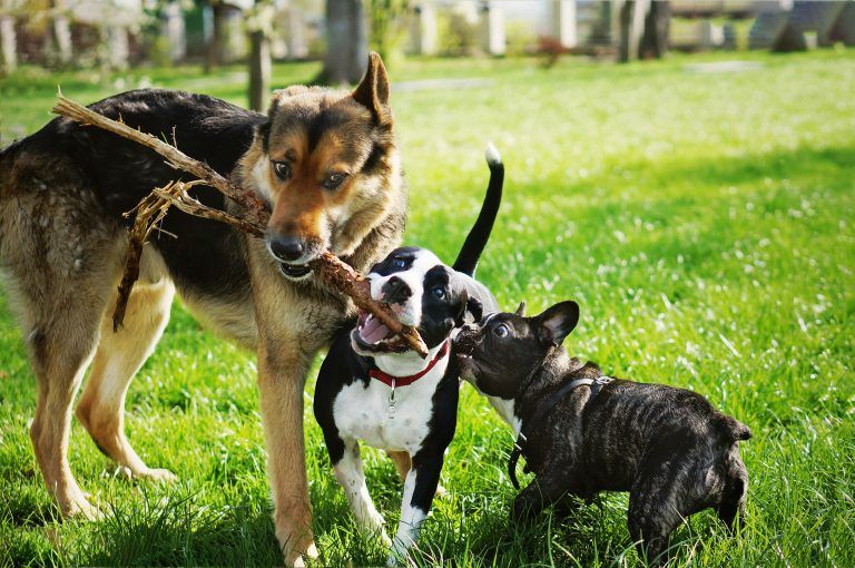 The Fine Line Between Just Enough and Too Many Pets