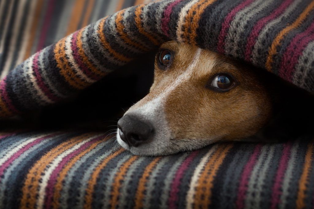 Feed a Cold, Starve a Fever: Colds in Pets