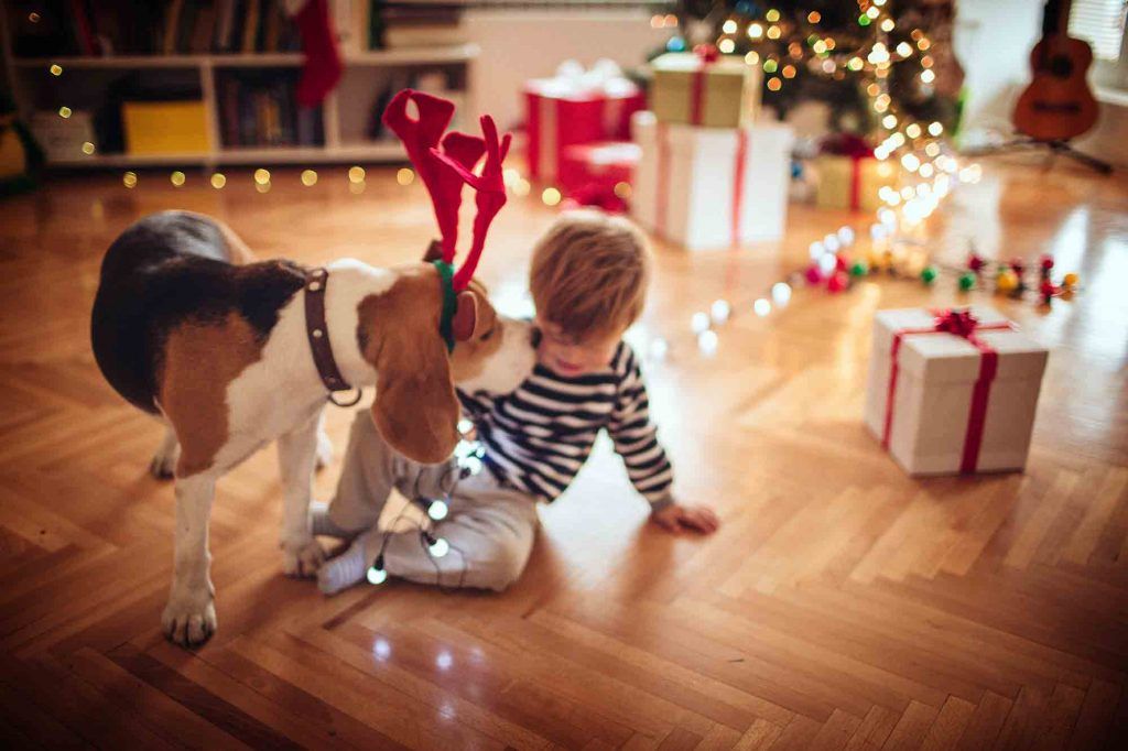 Top of the Wishlist: Holiday Pet Safety You Can Count On