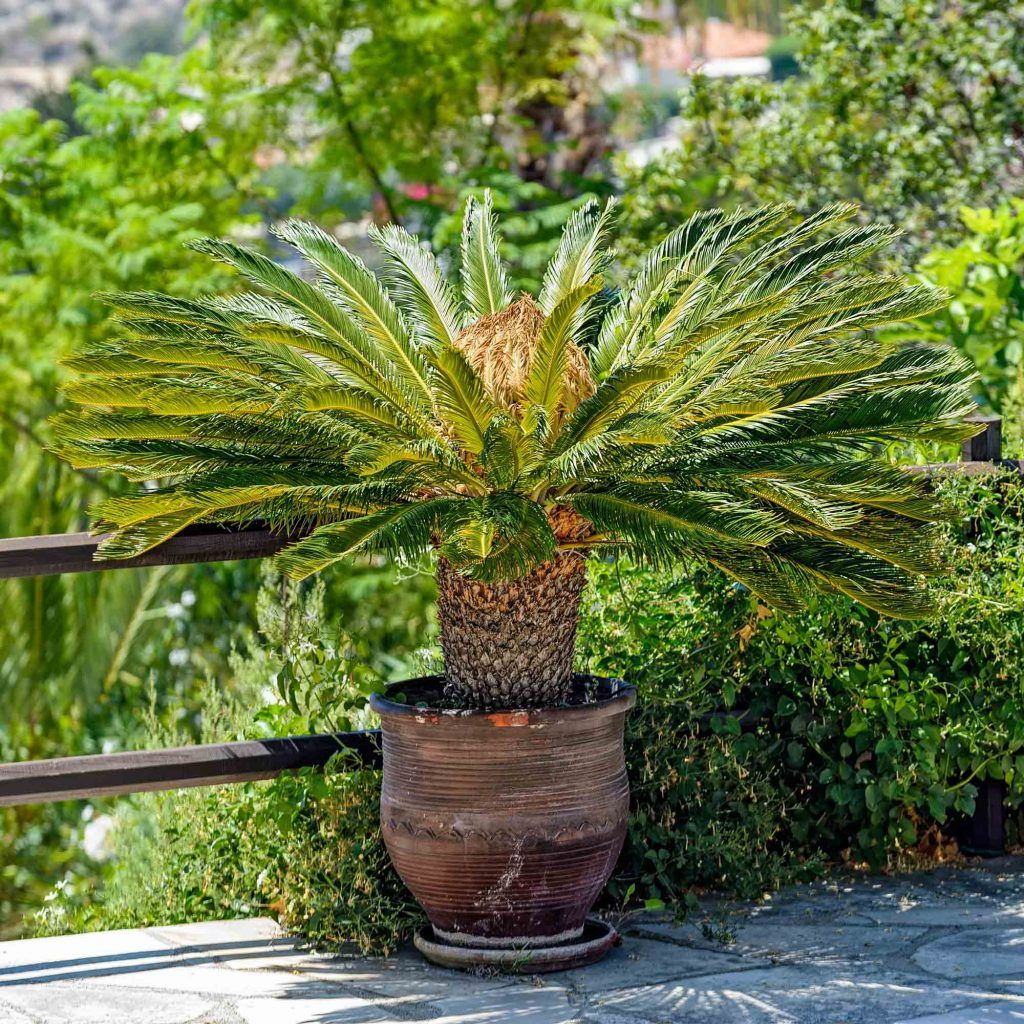 Beware the Fronds: Palm Toxicity in Pets
