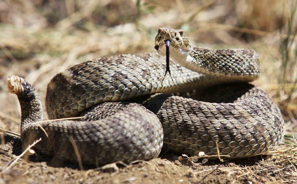 The Bite that Burns: Rattlesnake Safety for Pets