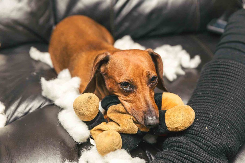 The Pet’s Place Animal Hospital Reveals the Top Pet Care Blogs of 2019 ﻿