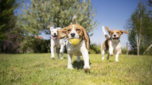Doggie Daycare: A Good Choice for Your Dog?