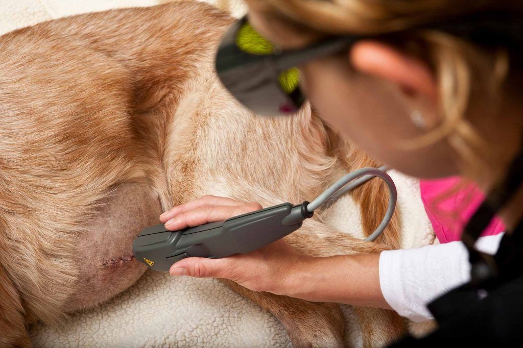 Healing, Growth, And More: The Benefits Of Laser Therapy For Pets