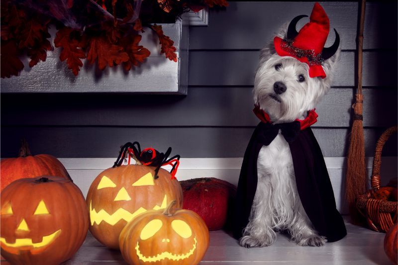 Forgetting Something? Halloween Pet Safety Made Easy