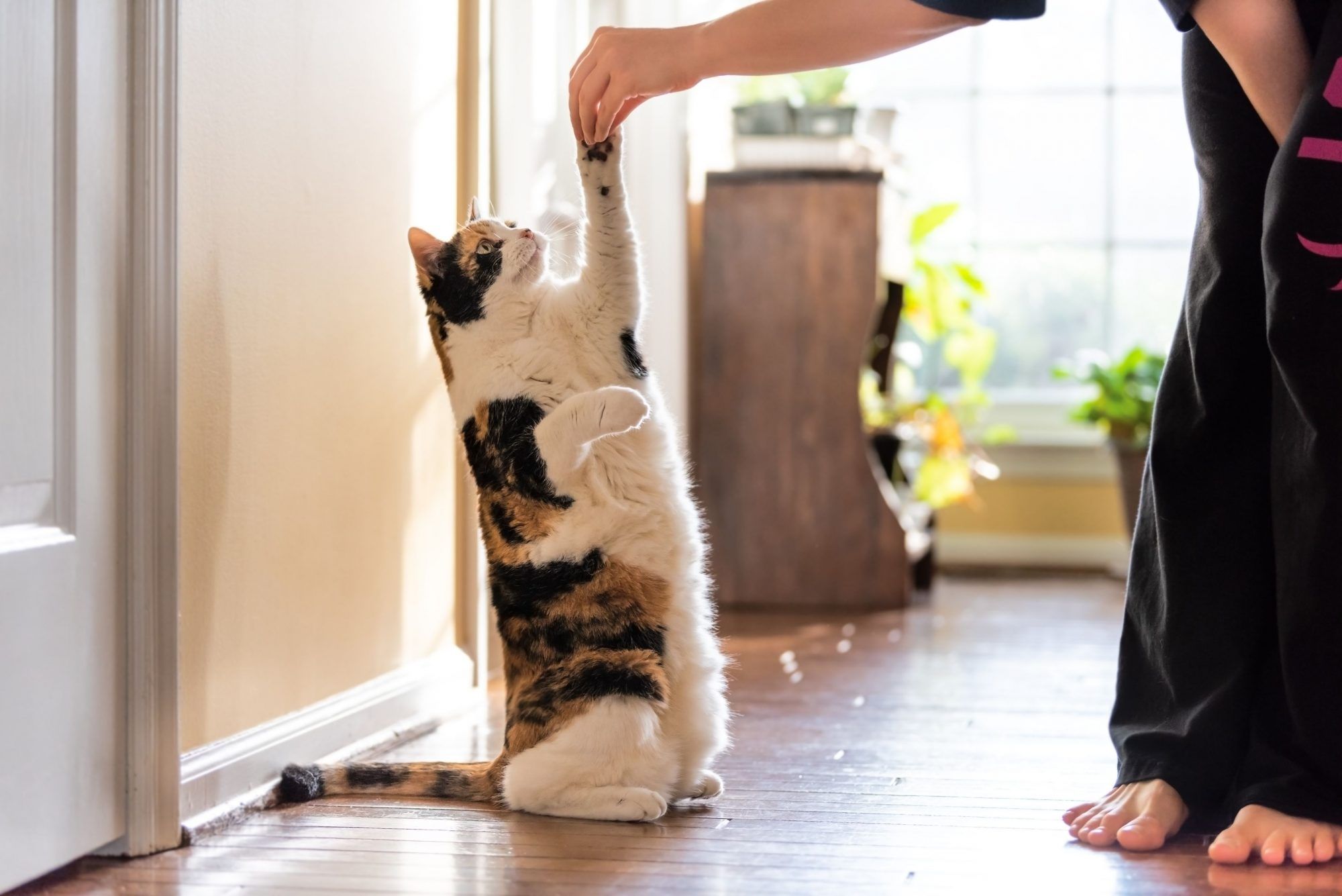 The Basics of Clicker Training Your Cat