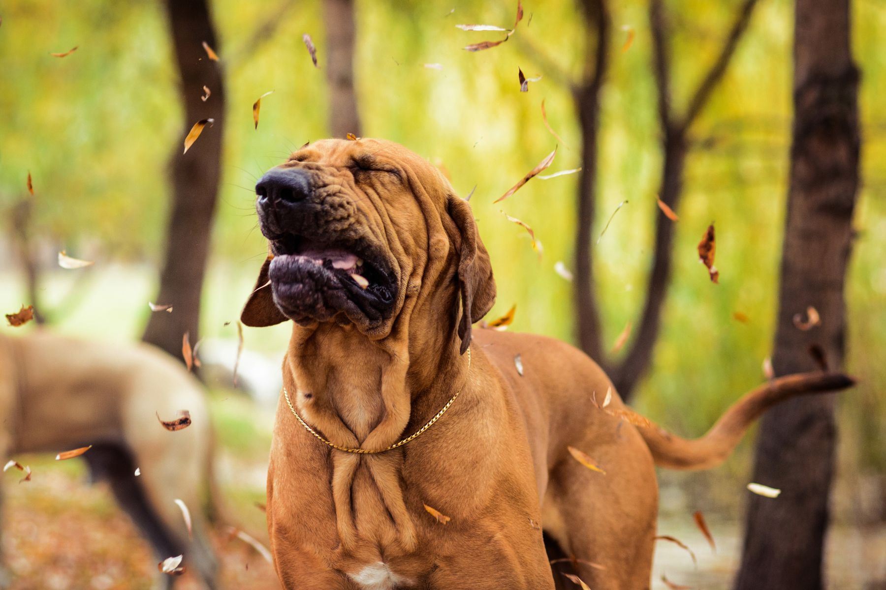 Breaking Down the Reverse Sneeze