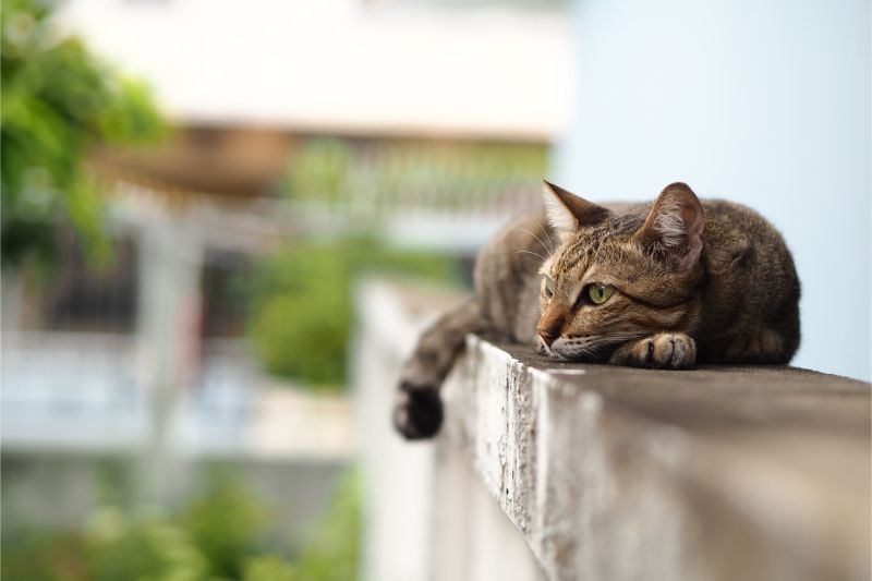 The Facts About Feline Kidney Disease ﻿