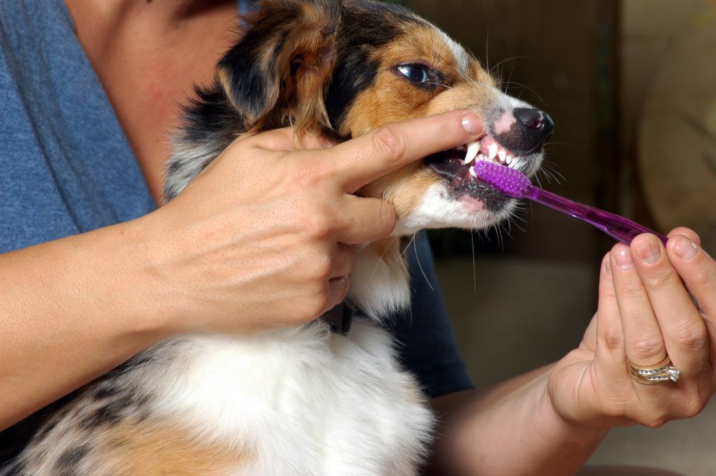 The Ins and Outs of Pet Dental Care