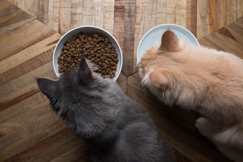 Feline Nutrition in a Nutshell