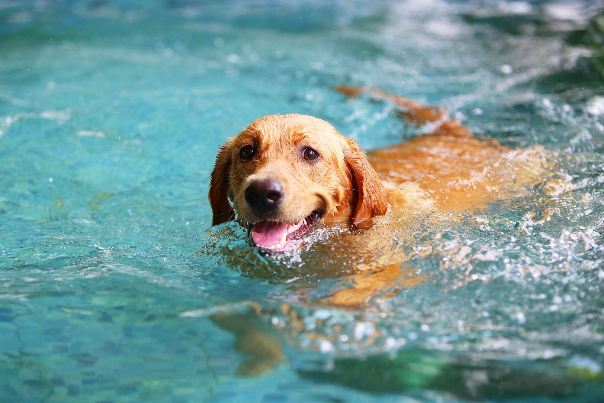 How to Ensure Pet Water Safety for Your Summer Fun