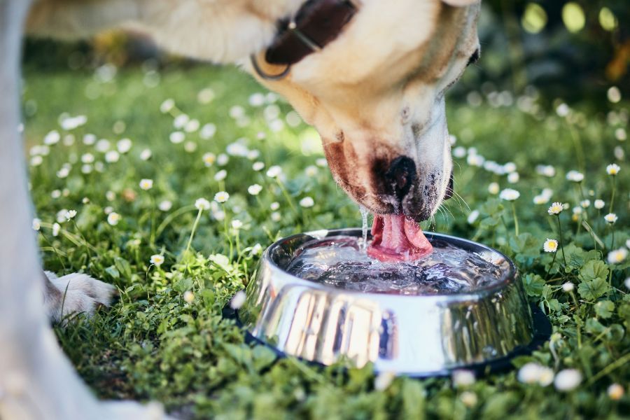 This Summer, Don’t Overlook the Importance of Pet Hydration