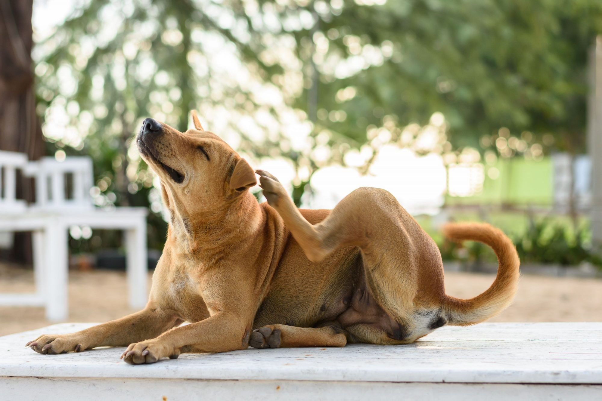 Top 5 Things That Could Be Making Your Dog Itchy