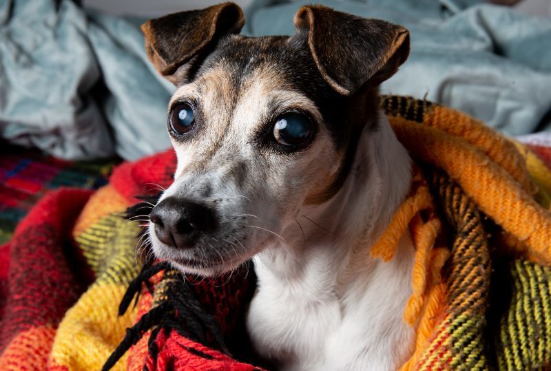 The Many Ways to Support Senior Pet Wellness