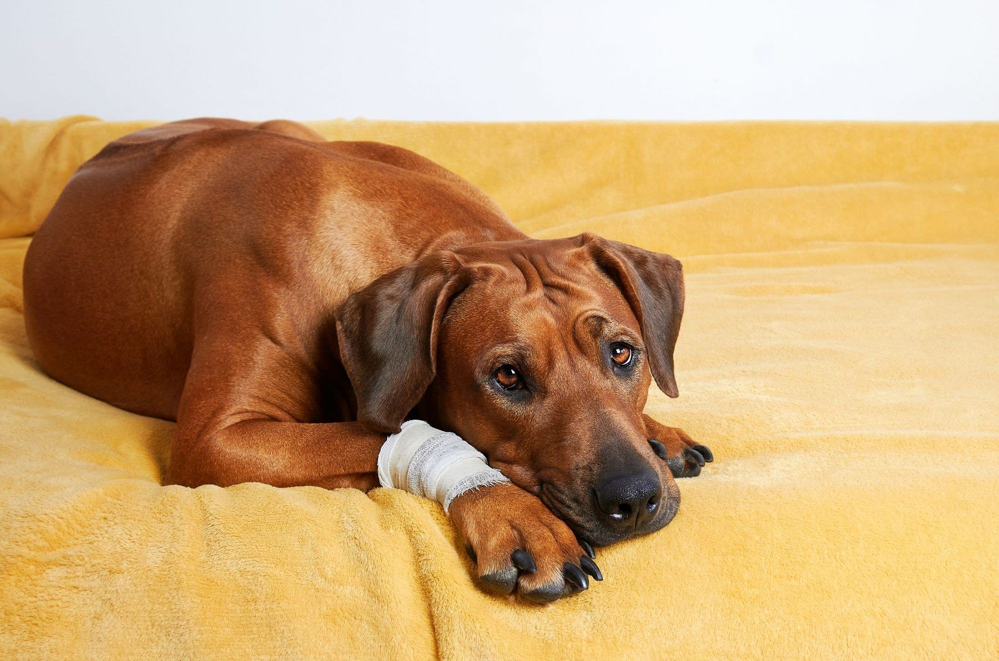 No Magic Wand? Real Life Pet First-Aid