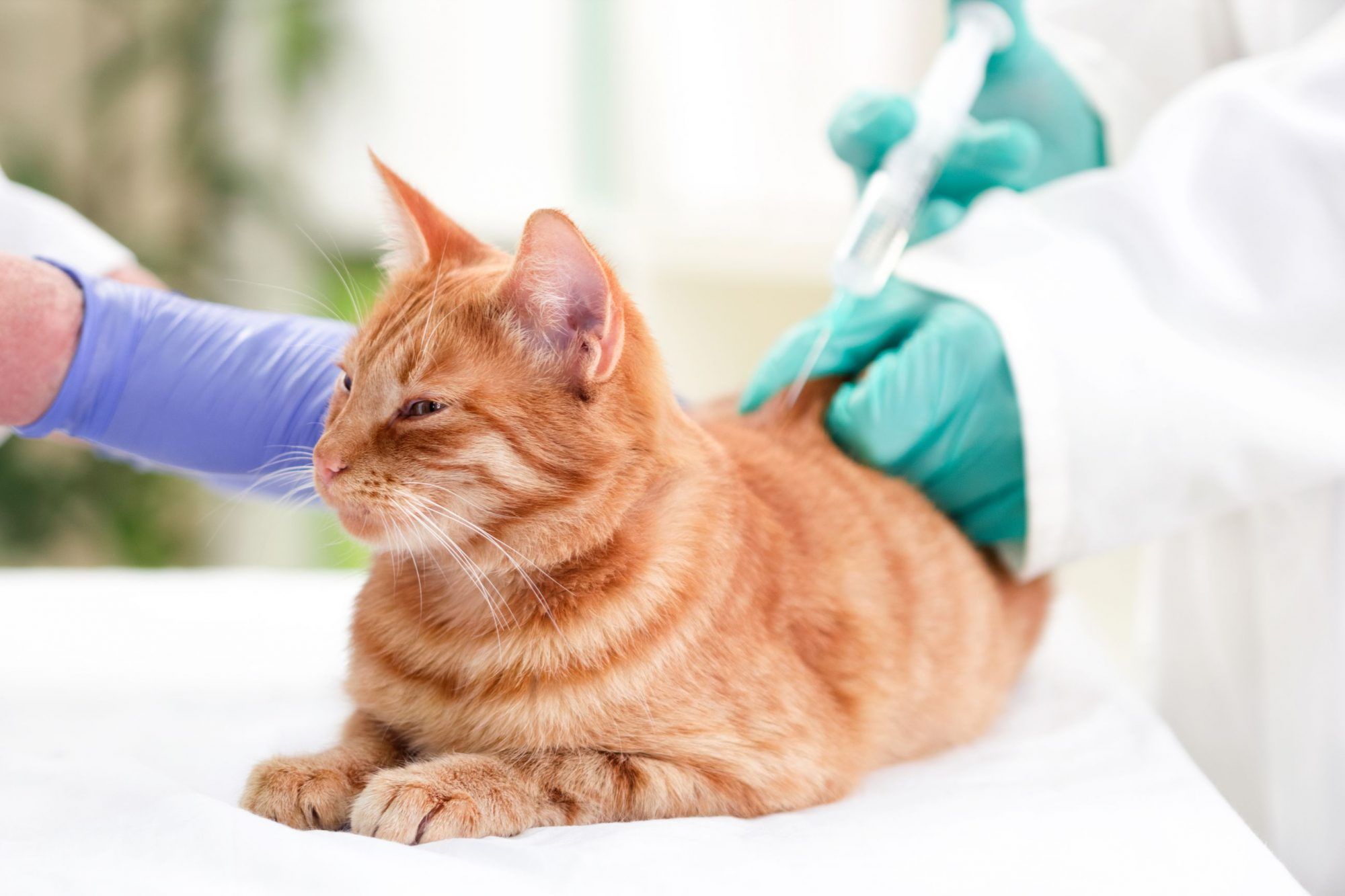 Understanding Pet Diabetes