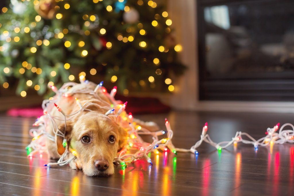 Holly’s Not So Jolly: Creating a Safe Holiday for Pets