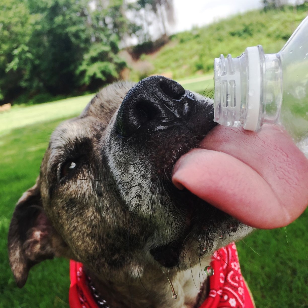 The Best in Pet Summer Gear